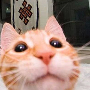 Meet your Posher, Alexa